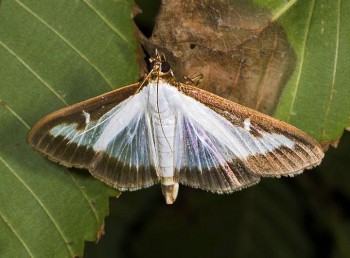 Cydalima_perspectalis_MHNT_Imago.jpg