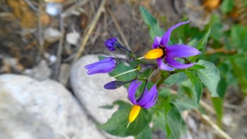 8 0 morelle douce amère ou vigne de Judée.JPG