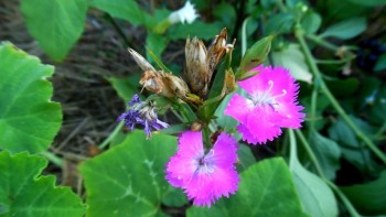 9 1 oeillet Dianthus deltoides L..JPG